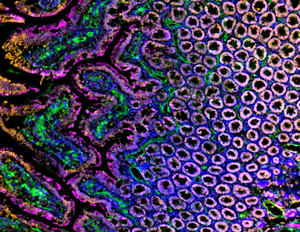 Analyse par immunofluorescence d'intestins de rats Sprague Dawley, coupes congelées de duodénum avec Histone H3 (orange), vaisseaux sanguins (lectine, vert), actine (magenta), and nuclei (blue) overlays